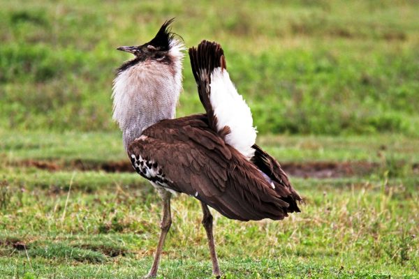 Kori-Bustard-displaying_Tanzania-Birding-Tours